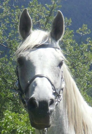  Caballos de pura raza 